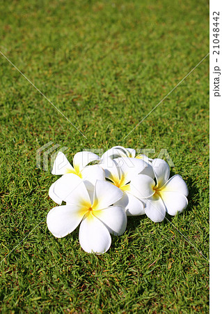 プルメリア プルメリア 21048442
