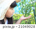家庭菜園をする女の子 21049028