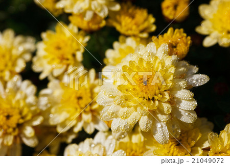 Сhrysanthemum Сhrysanthemum 21049072