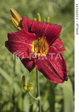 Red lily covered in rain drops 21049144
