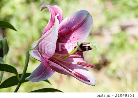 Hemerocallis lily flower Hemerocallis lily flower 21049351