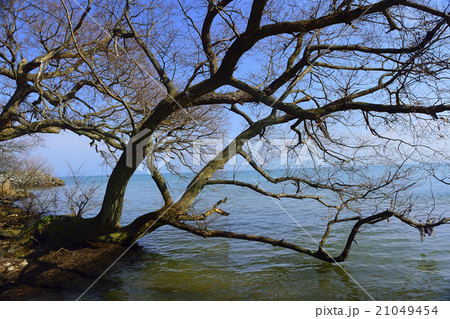 湖畔の風景 21049454