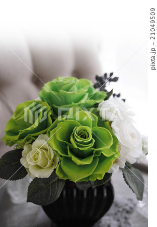 薔薇 緑の写真素材