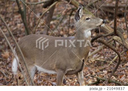 Background with a deer looking at something 21049837