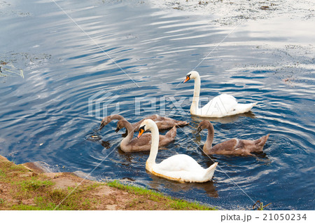 group of swans swimming by the river group of swans swimming by the river 21050234