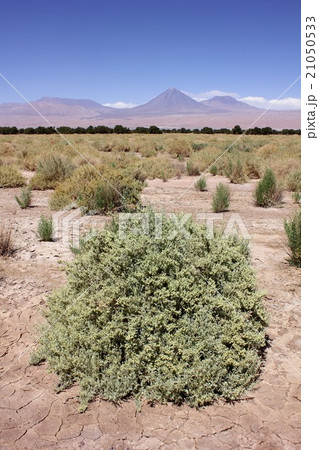 晴れわたる南米チリ北部のアタカマ砂漠 乾燥した大地に生きる植物とアンデスの山並みの写真素材