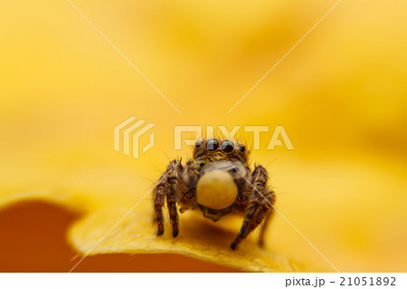 jumper spider on yello leaf 21051892
