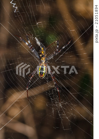 Spider on the web Spider on the web 21051894