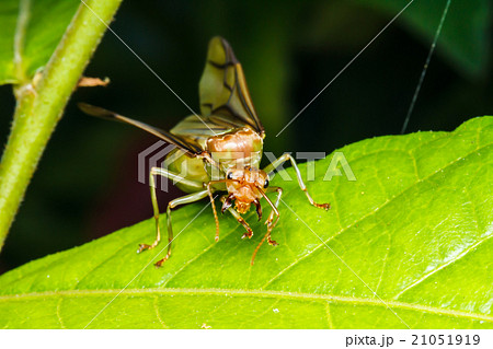 weaver ant queen on green leaf 21051919