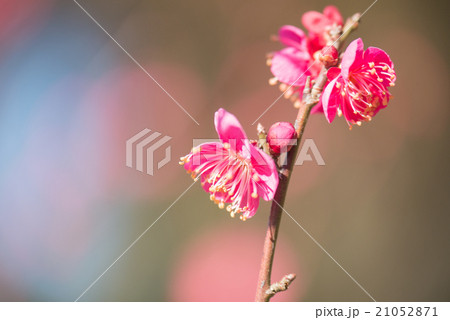 コウバイ 21052871