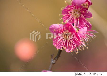 コウバイ 21052878