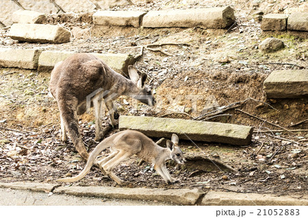 袋から出て歩き始めたカンガルー 袋から出て歩き始めたカンガルー 21052883