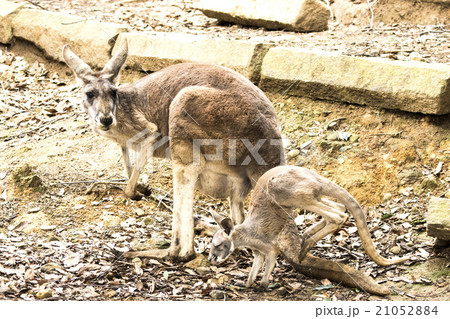 袋から出て歩き始めたカンガルー 21052884