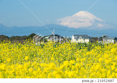 富士山と菜の花 富士山と菜の花 21052887