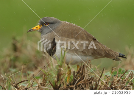 生き物　鳥類　ケリ、石垣島の水田で雨に濡れながら休息中。こんな所にいて良いのでしょうか 21052959