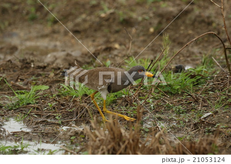 生き物　鳥類　ケリ、突然頭上に現れたハヤブサに狼狽える。集団だと結構強気なんですが・・・ 21053124