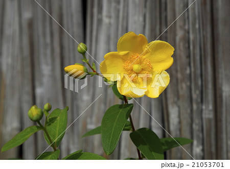 夏に咲く黄色い花の写真素材