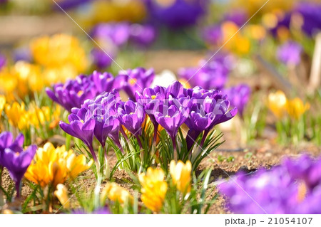 クロッカス 21054107