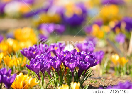 クロッカス 21054109