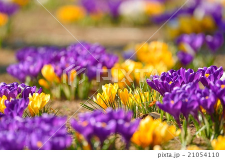 クロッカス クロッカス 21054110