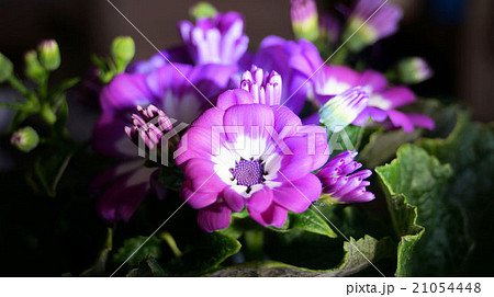 サイネリア 21054448