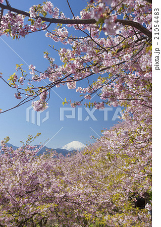 富士山と河津桜 21054483