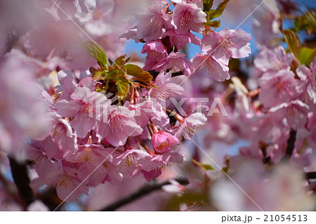 桜 21054513