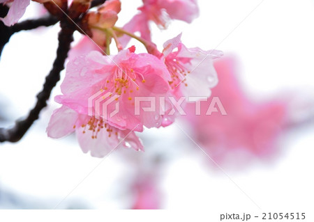 桜 桜 21054515