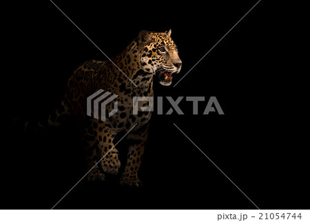 jaguar ( panthera onca ) in the dark 21054744