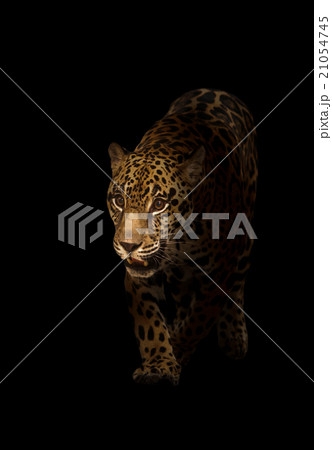 jaguar ( panthera onca ) in the dark 21054745