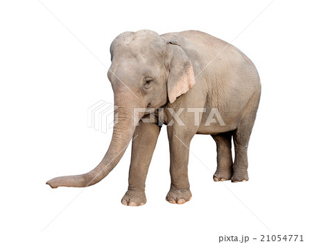 asia elephant 21054771