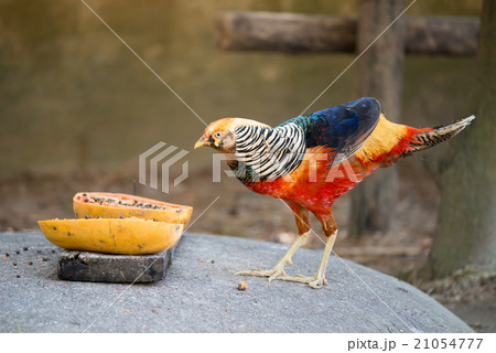 golden pheasant 21054777