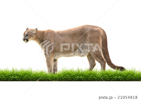 puma isolated 21054818