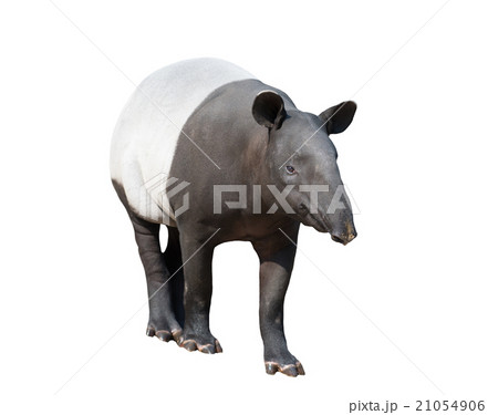 Malayan tapir or Asian tapir isolated 21054906