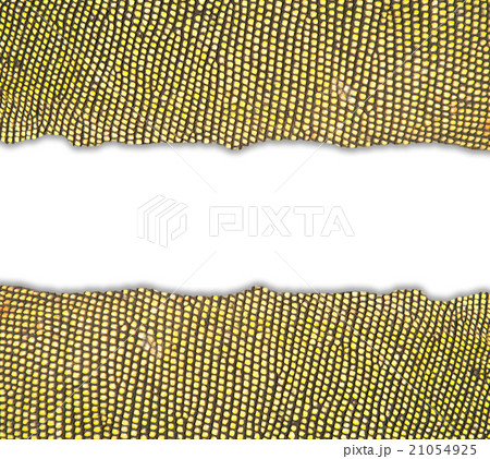 textured of iguana skin textured of iguana skin 21054925