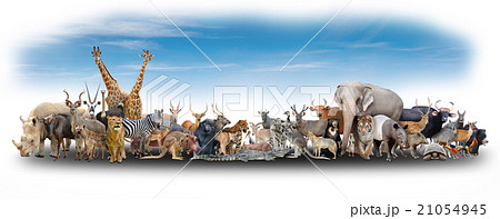 animal of the world 21054945