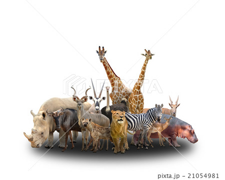 group of africa animals 21054981