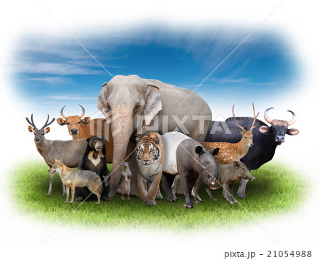 group of asia animals 21054988