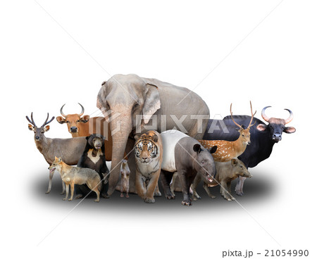 group of asia animals group of asia animals 21054990