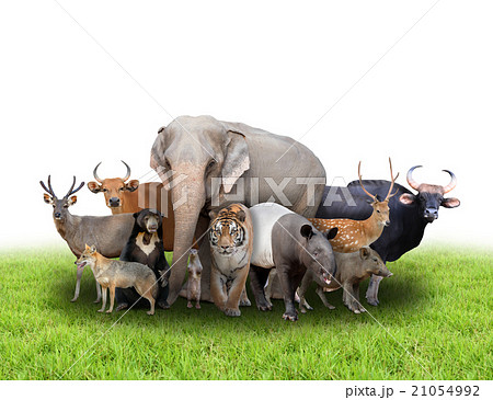 group of asia animals 21054992