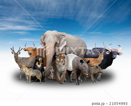 group of asia animals 21054993