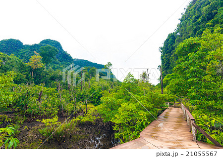 Wooden pathway around mangrove forest 21055567