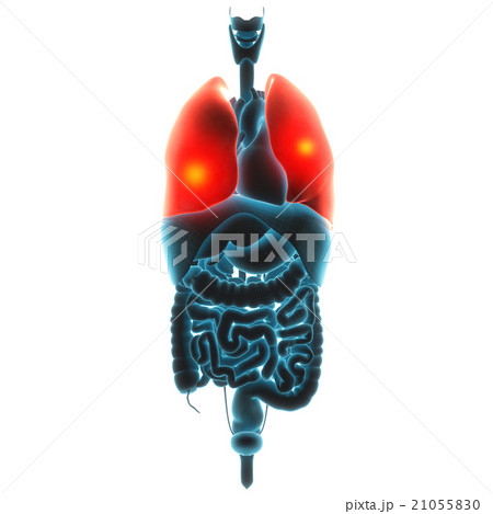 lungs organ pain  21055830
