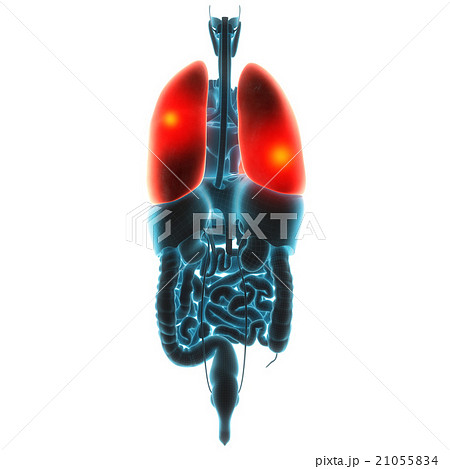 lungs organ pain  21055834