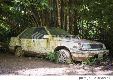 abandoned car under a tree 21056971