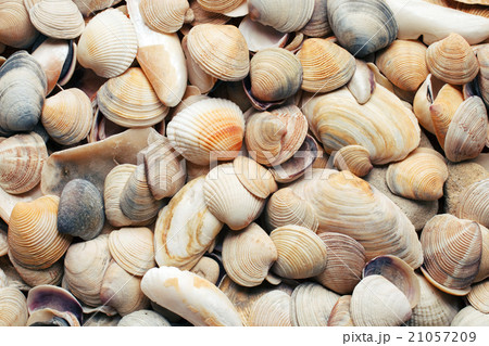 sea shells background sea shells background 21057209