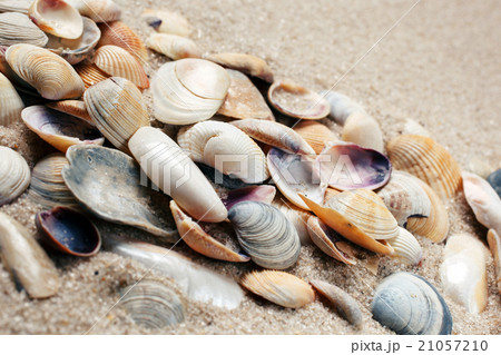 Sea shells on sand.  21057210