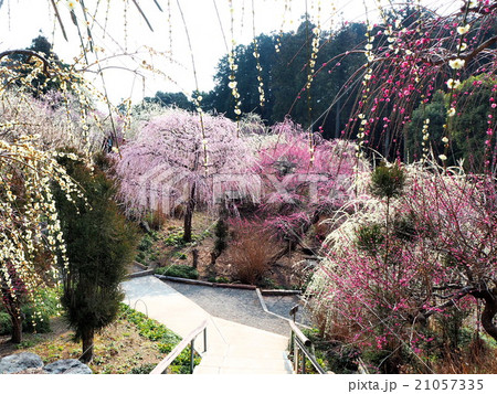 しだれ梅園 21057335