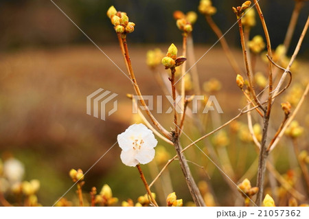 冬の寒さでもゲンカイツツジの開花 冬の寒さでもゲンカイツツジの開花 21057362