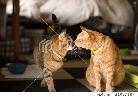 おはようの挨拶をする猫たち おはようの挨拶をする猫たち 21057387
